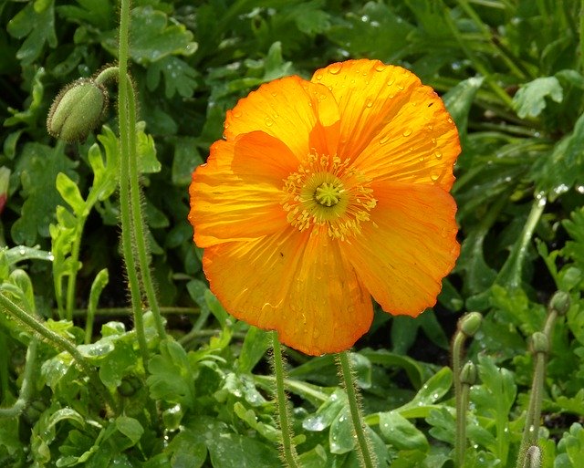 Free download Orange Poppy Flower -  free photo or picture to be edited with GIMP online image editor