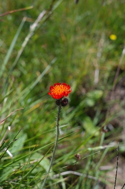 Free download orange red hawkweed flower blossom free picture to be edited with GIMP free online image editor