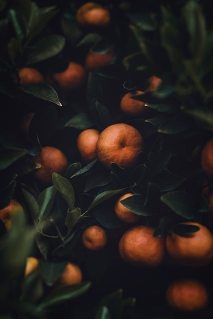 Free download oranges orange tree agriculture free picture to be edited with GIMP free online image editor