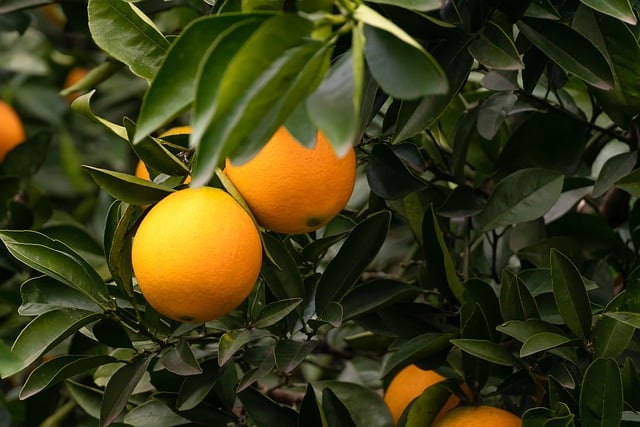 Free download oranges orange tree fruit tree free picture to be edited with GIMP free online image editor