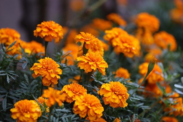 Free download orange tagetes flowers bloom free picture to be edited with GIMP free online image editor