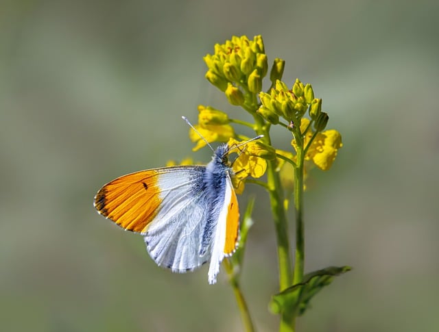 Free download orange tip butterfly butterfly free picture to be edited with GIMP free online image editor