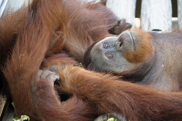 Free download Orangutan Animal Mammals -  free photo or picture to be edited with GIMP online image editor