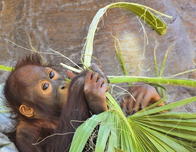 Free download Orangutan Ape Mammal -  free photo or picture to be edited with GIMP online image editor