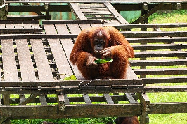 Free download Orangutan Endangered Primate -  free photo or picture to be edited with GIMP online image editor