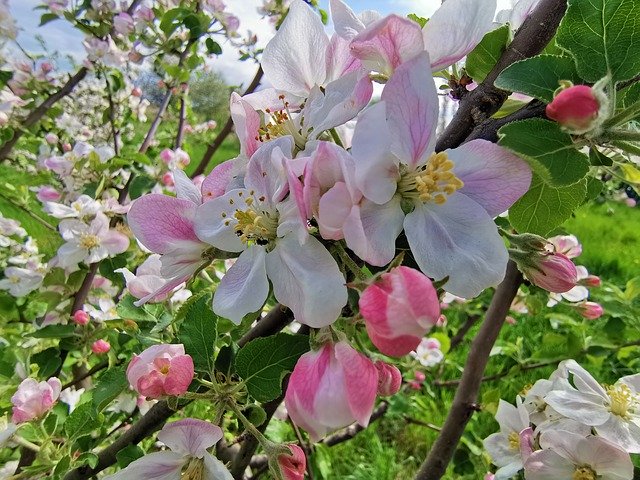 Free download Orchard Bloomed Trees Pink Apple -  free photo or picture to be edited with GIMP online image editor