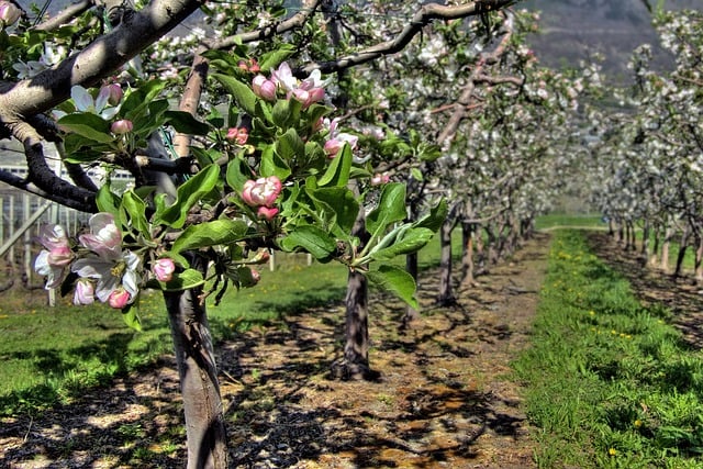 Free download orchard fruit trees apple blossoms free picture to be edited with GIMP free online image editor