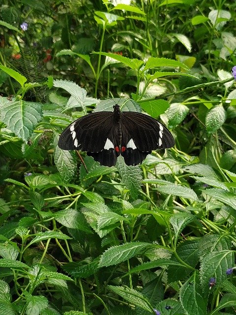 Free download Orchard Swallowtail Papilio Aegeus -  free photo or picture to be edited with GIMP online image editor