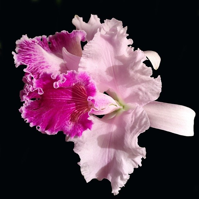 Free download Orchid Cattleya Pink -  free photo or picture to be edited with GIMP online image editor