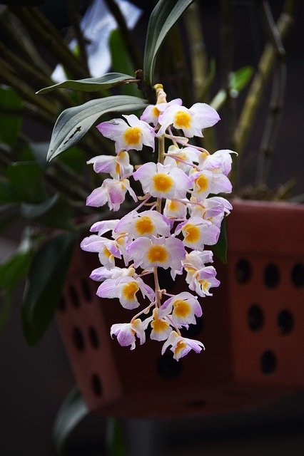 Free download Orchid Dendrobium Farmeri Kieu -  free photo or picture to be edited with GIMP online image editor