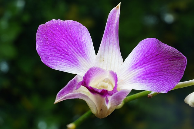 Free download orchid flower flora nature botany free picture to be edited with GIMP free online image editor