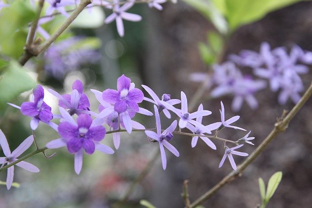 Tải xuống miễn phí Orchid Flower Garden - ảnh hoặc ảnh miễn phí được chỉnh sửa bằng trình chỉnh sửa ảnh trực tuyến GIMP