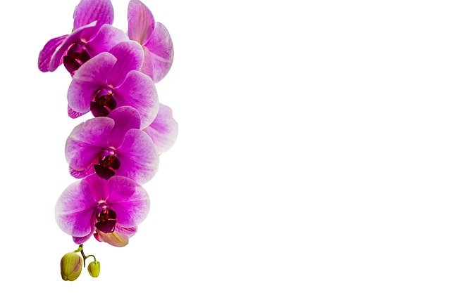 Free download Orchid Flower Isolated -  free photo or picture to be edited with GIMP online image editor