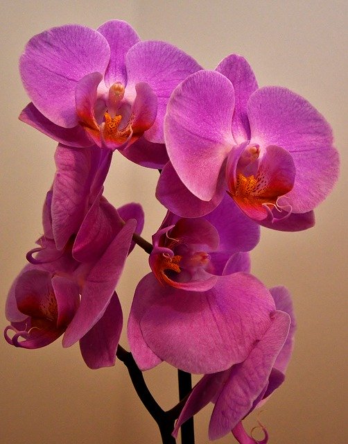 Free download Orchid Flower Panicle Phalaenopsis -  free photo or picture to be edited with GIMP online image editor