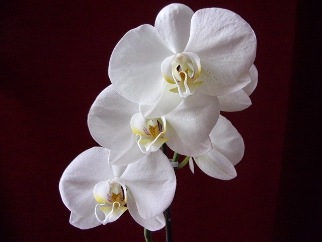 Free download Orchid Flower Plants -  free photo or picture to be edited with GIMP online image editor