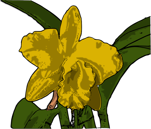 Free download Orchid Flower Yellow - Free vector graphic on Pixabay free illustration to be edited with GIMP free online image editor