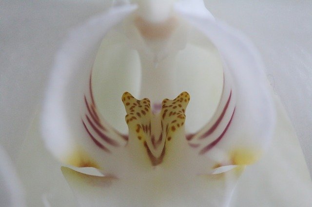 Free download Orchid Macro Phalaenopsis -  free photo or picture to be edited with GIMP online image editor