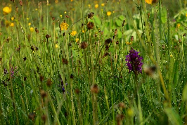 Free download Orchid Meadow Spring Blossom -  free photo or picture to be edited with GIMP online image editor