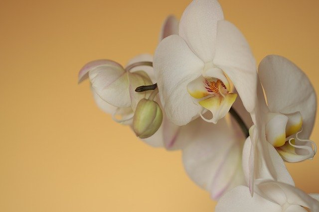 Free download Orchid Phalaenopsis Butterfly -  free photo or picture to be edited with GIMP online image editor