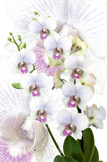 Free download Orchid Phalaenopsis Exotic -  free illustration to be edited with GIMP free online image editor