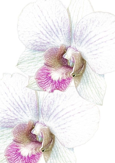 Free download Orchid Phalaenopsis Watercolour -  free illustration to be edited with GIMP free online image editor