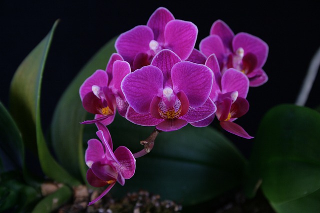 Free download orchid phaleonopsis houseplant free picture to be edited with GIMP free online image editor