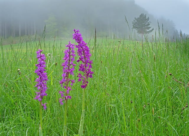 Free download orchid rainy day rainy weather free picture to be edited with GIMP free online image editor