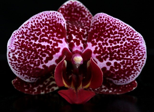 Free download Orchid Red Water -  free photo or picture to be edited with GIMP online image editor