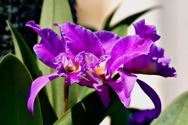 Free download orchids cattleya purple flowers free picture to be edited with GIMP free online image editor