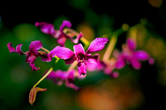 Free download Orchids Flaunted Orchid -  free photo or picture to be edited with GIMP online image editor