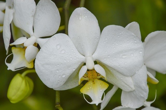 Free download Orchid White Orchids -  free photo or picture to be edited with GIMP online image editor