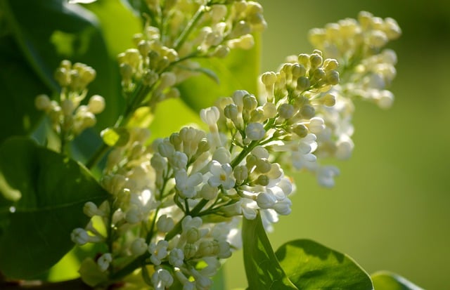 Free download ordinary lilac blooms flower buds free picture to be edited with GIMP free online image editor