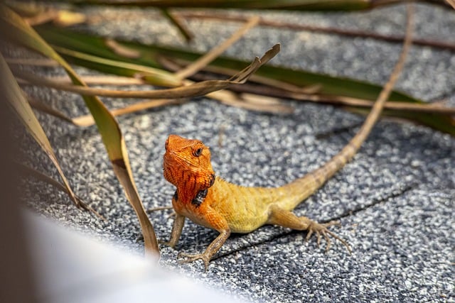 Free download oriental garden lizard lizard rock free picture to be edited with GIMP free online image editor