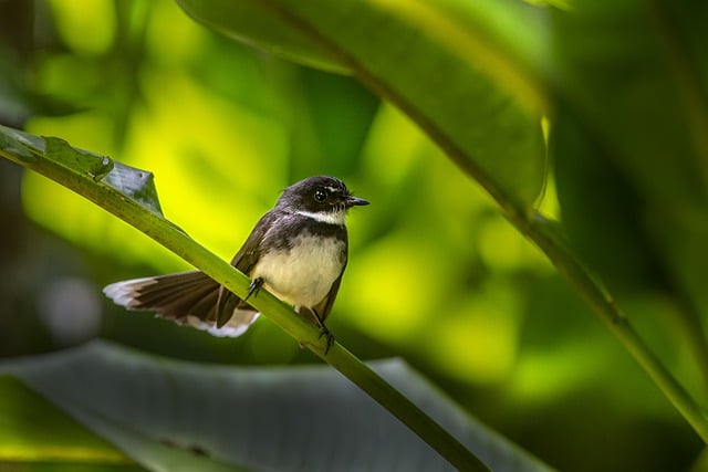 Free download oriental magpie robin free picture to be edited with GIMP free online image editor