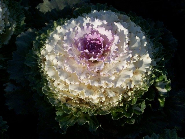 Free download Ornamental Cabbage Garden Plant -  free photo or picture to be edited with GIMP online image editor