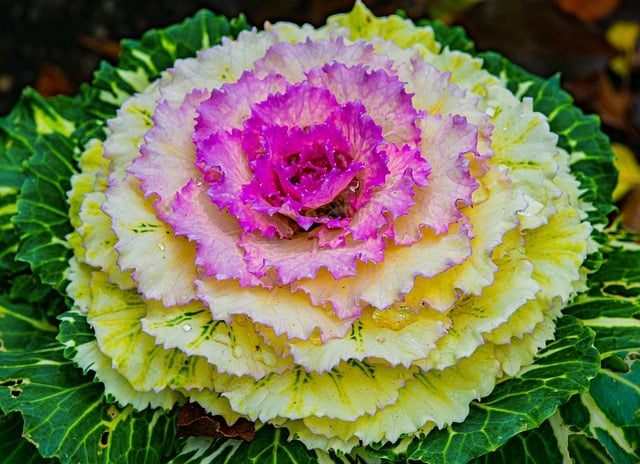 Free download ornamental cabbage leaves free picture to be edited with GIMP free online image editor