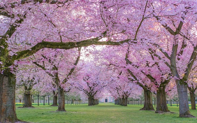 Free download ornamental cherry cherry trees free picture to be edited with GIMP free online image editor