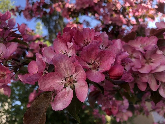 Free download Ornamental Cherry Pink -  free photo or picture to be edited with GIMP online image editor