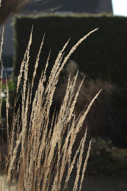 Free download Ornamental Grass Winter Sun -  free photo or picture to be edited with GIMP online image editor