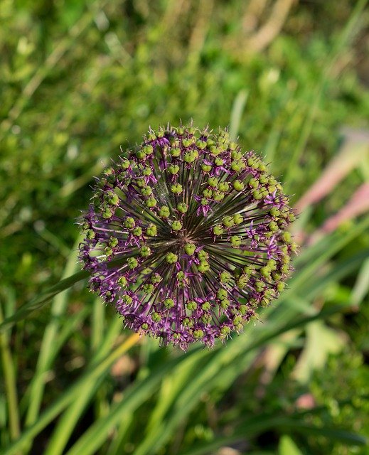 Free download Ornamental Onion Allium Garden -  free photo or picture to be edited with GIMP online image editor