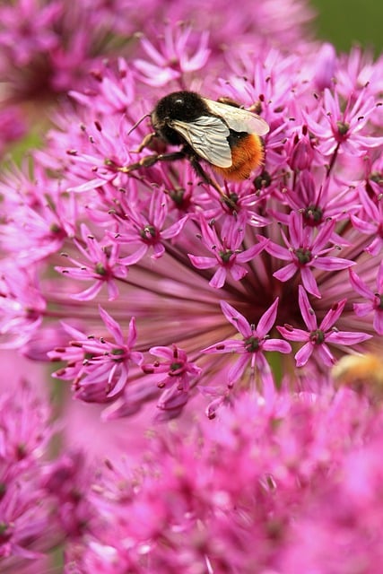 Free download ornamental onion leek greenhouse free picture to be edited with GIMP free online image editor