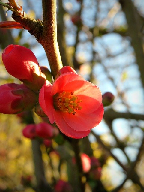 Free download Ornamental Quince Bill -  free photo or picture to be edited with GIMP online image editor