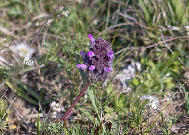 Free download orphan nettle wildflower blooms at free picture to be edited with GIMP free online image editor