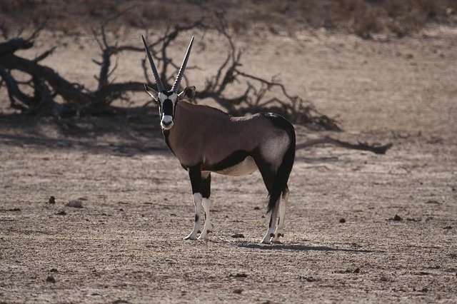 Free download Oryx Gemsbok Desert -  free photo or picture to be edited with GIMP online image editor