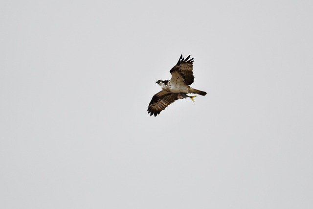 Free download osprey bird sky flying animal free picture to be edited with GIMP free online image editor