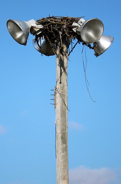 Free download Osprey Nest Bird -  free photo or picture to be edited with GIMP online image editor