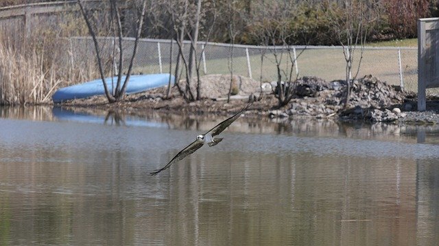 Free download Osprey Raptor Seabirds -  free photo or picture to be edited with GIMP online image editor