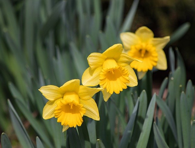 Free download Osterglocken Narcissus Flower -  free photo or picture to be edited with GIMP online image editor