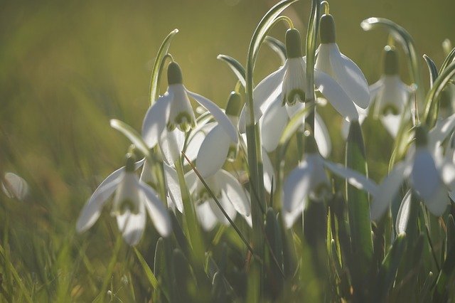 Free download Ostergloeckchen Spring Easter -  free photo or picture to be edited with GIMP online image editor