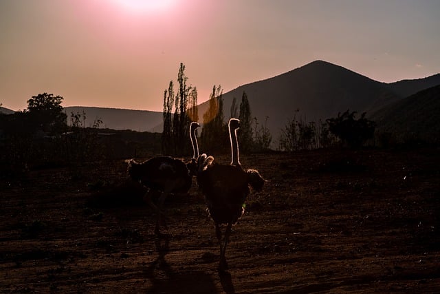 Free download ostrich bird africa sunset free picture to be edited with GIMP free online image editor